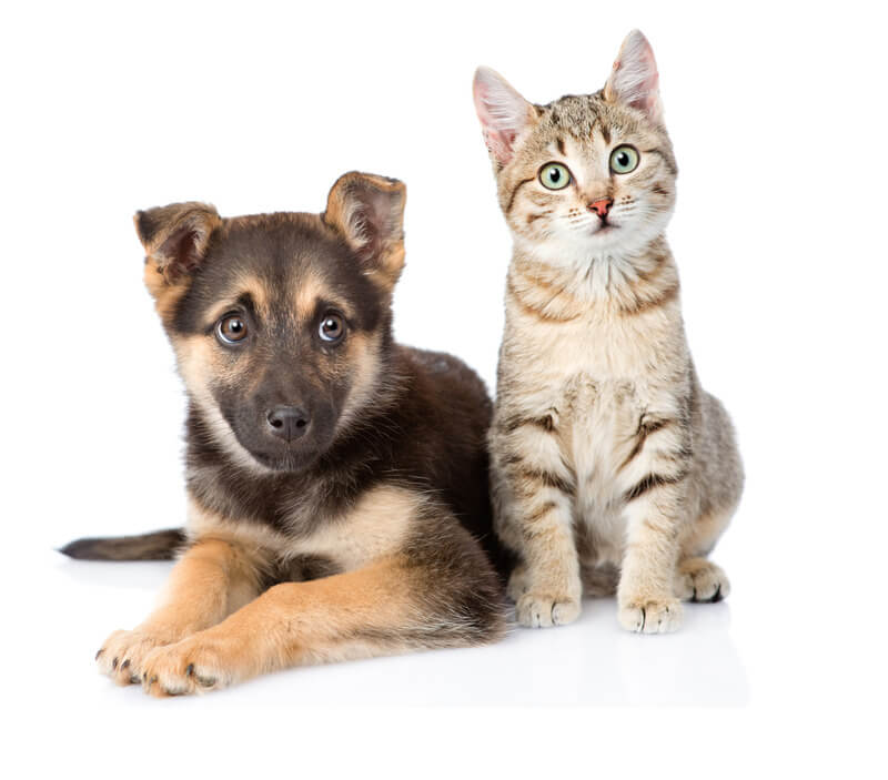 Cute black and brown dog sitting next to a cute striped cat