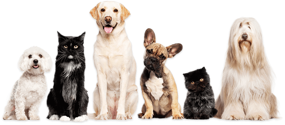 Six dogs of different breeds standing in a row