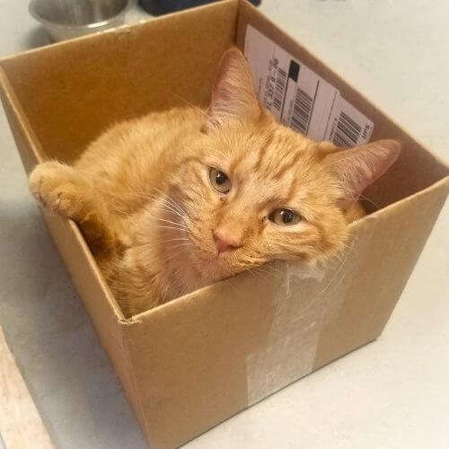 Mac Love, Box Inspector at Love Animal Hospital