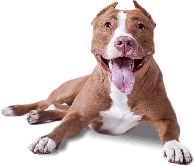 Pit bull dog