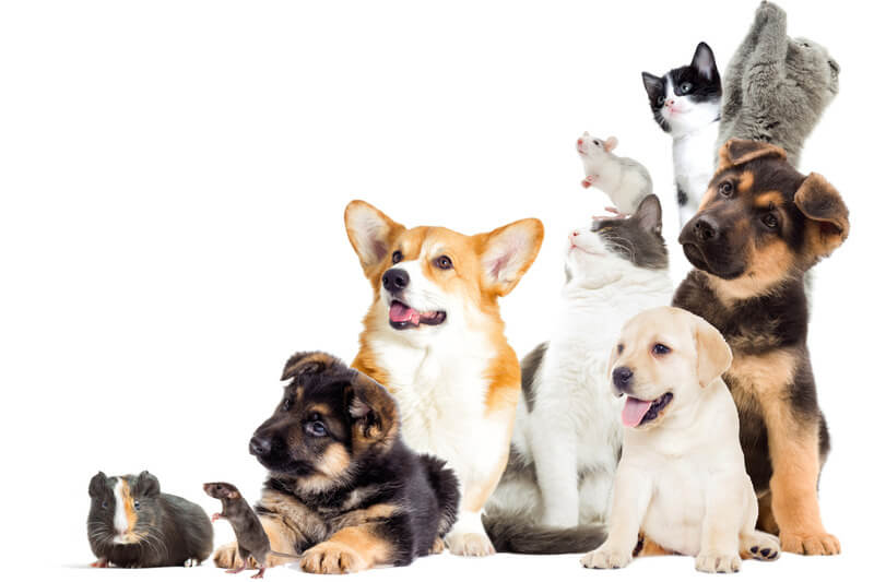 A group of various cute pets together, including dogs, cats, and rodents
