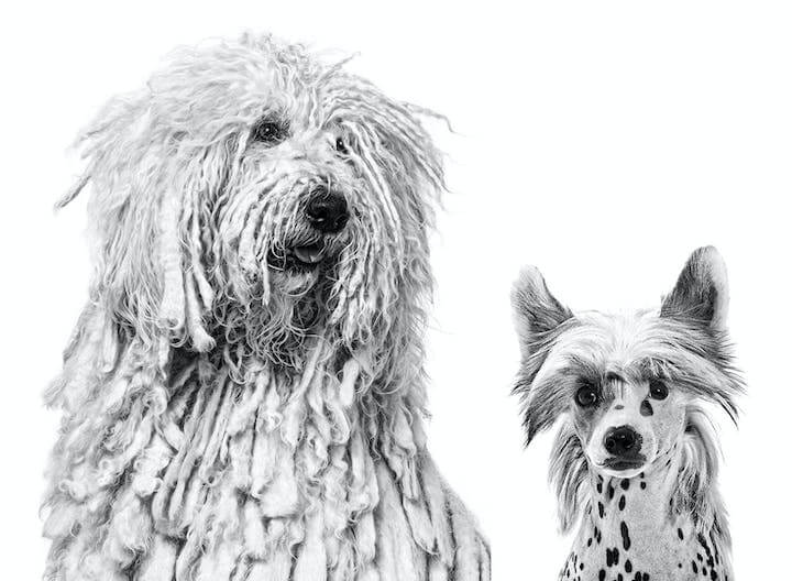 Komondor Chinese Crested Brand Emblematic Quality and Safety